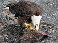 Alaska Wildlife-50